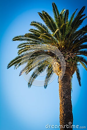 Palm against the blue sky Stock Photo