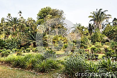 Palm Avenue in Peradeniya. Sri Lanka Stock Photo