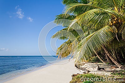 Palm beach Stock Photo