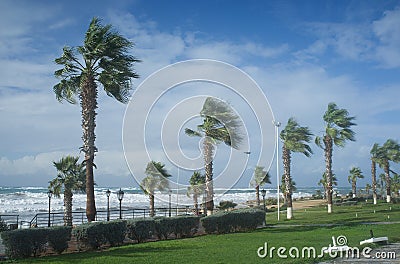 Palm beach with empty sunbeds against Stock Photo