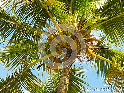 Palm Stock Photo