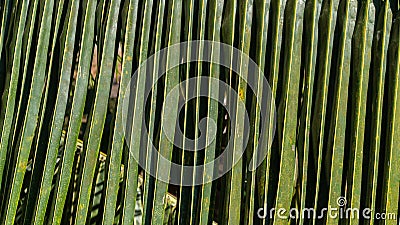 Palm branch leaf close-up, background and texture of the plant Stock Photo