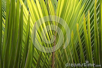 Palm branches with long leaves Stock Photo