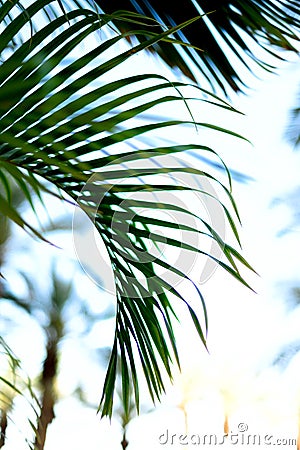 Palm branches with sun light effect. Summer, holiday and travel concept with copy space. Palm trees over blue sky Stock Photo