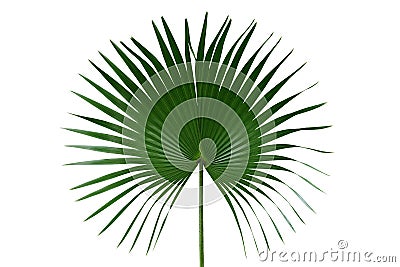 Palm with circular leaves or Fan palm frond tropical leaf nature green pattern isolated on white background, clipping path Stock Photo