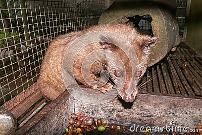 Palm Civet eats ripe robusta coffee berries. Portrait of nocturnal animals Small-toothed palm civet Arctogalidia trivirgata in Stock Photo