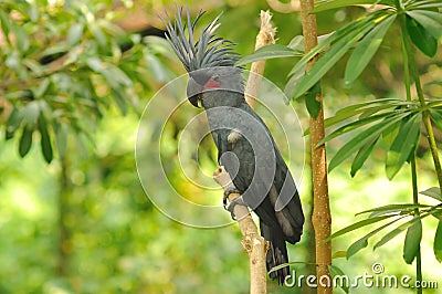 Palm Cockatoo Stock Photo