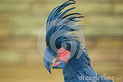 Palm cockatoo Stock Photo