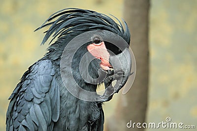 Palm cockatoo Stock Photo