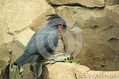 Palm cockatoo Stock Photo