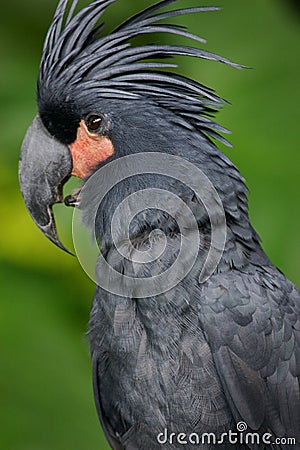 Palm Cockatoo Stock Photo