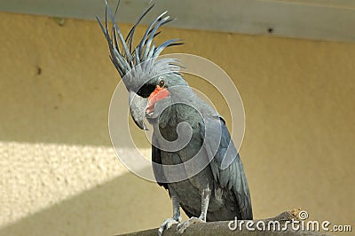 Palm Cockatoo Stock Photo