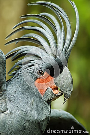 Palm Cockatoo Stock Photo