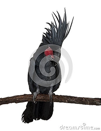 Palm Cockatoo, Probosciger aterrimus Stock Photo