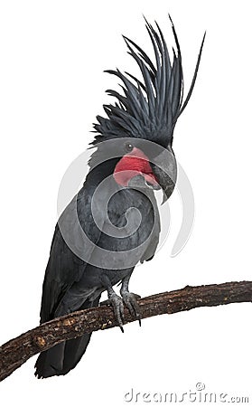 Palm Cockatoo, Probosciger aterrimus Stock Photo