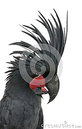 Palm Cockatoo, Probosciger aterrimus Stock Photo