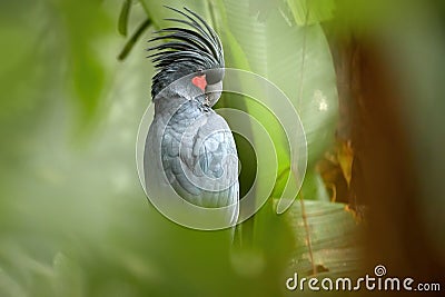 Palm cockatoo, Probosciger aterrimus, large smoky-grey parrot with erected large crest. Stock Photo