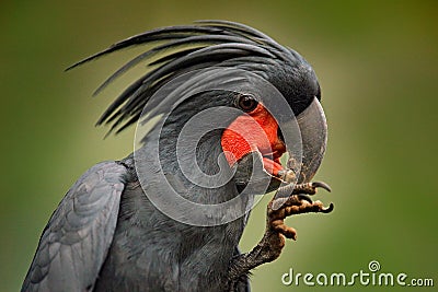 Palm cockatoo, Probosciger aterrimus, talon in the bill, New Guinea. Head of big grey bird. Wildlife scene from New Guinea. Detail Stock Photo