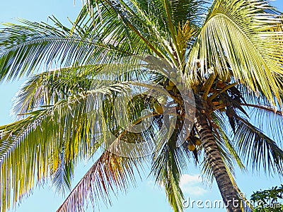 a palm with coconuts in the summer time Stock Photo