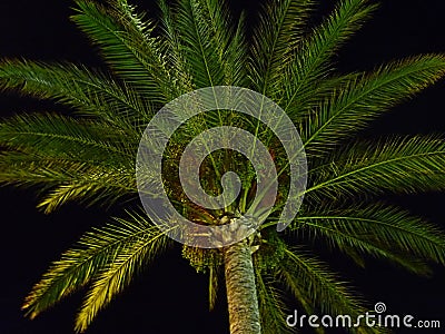 Palm Crown Stock Photo