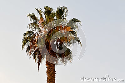 Palm crown 18 Stock Photo