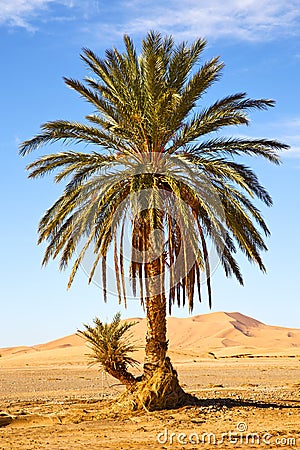 Palm in the Stock Photo