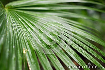 Palm frawn Stock Photo