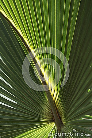 Palm Frond Background Stock Photo