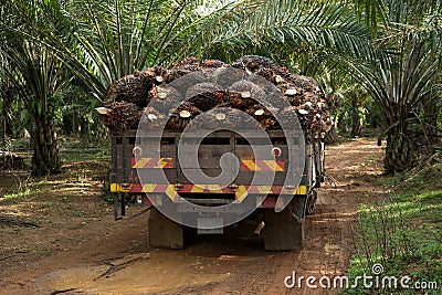 Palm fruit on lorry Stock Photo