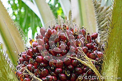 Palm fruits Stock Photo