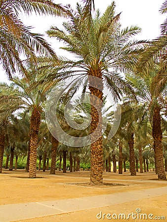 Palm garden Stock Photo