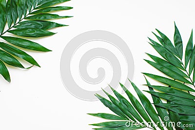 Palm Green Leaves Tropical Exotic Tree Isoalted on White Background. Holliday Patern Template Stock Photo