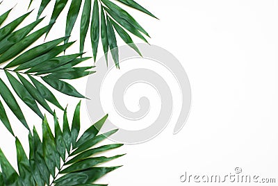 Palm Green Leaves Tropical Exotic Tree Isoalted on White Background. Holliday Patern Template Stock Photo