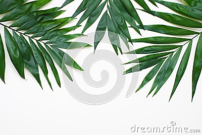 Palm Green Leaves Tropical Exotic Tree Isoalted on White Background. Holliday Patern Template Stock Photo