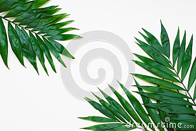 Palm Green Leaves Tropical Exotic Tree Isoalted on White Background. Holliday Patern Template Stock Photo