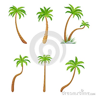 Palm green trees collection, exotic plant set Vector Illustration