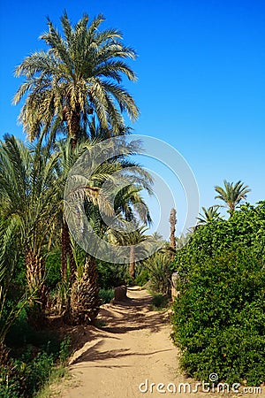 Palm grove Stock Photo