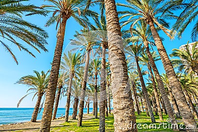 Palm trees. Torremolinos, Andalusia, Spain Stock Photo