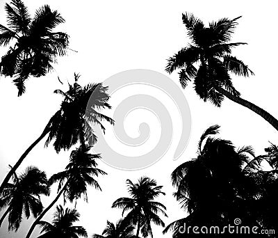 Palm Grove in Black and White Stock Photo