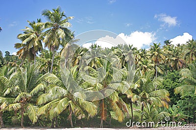 Palm grove Stock Photo