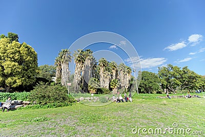 Palm Grove on the shore of the Sea of Galilee in Israel. Editorial Stock Photo