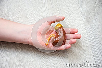 In palm of hand lying on wooden floor, is anatomical model of kidney with adrenal. Concept photo depicting kidneys illness such as Stock Photo