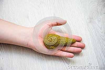 In palm of hand lying on wooden floor, is anatomical model of pancreas gland. Concept photo depicting pancreas illness such as can Stock Photo