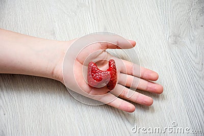 In palm of hand lying on wooden floor, is anatomical model of thyroid gland. Concept photo depicting thyroid illness such as cance Stock Photo