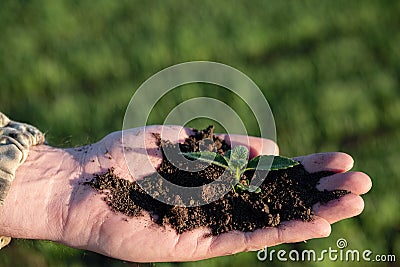 In the palm of the hand soil from the soil grows a plant on the background of a sown field Stock Photo