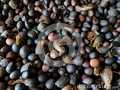 Palm kernal seeds with uncracked kernals and thick shells Stock Photo