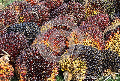 Palm kernel Stock Photo