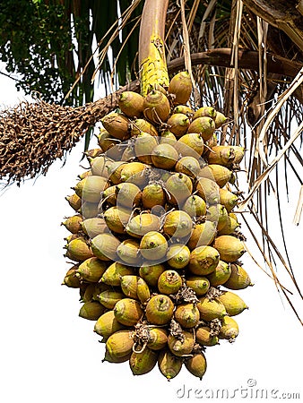 Palm kernel on palm tree. Stock Photo