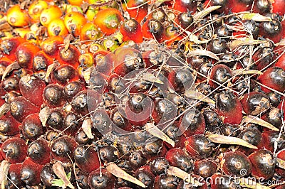 Palm Kernel Seed Stock Photo