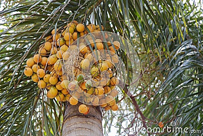 Palm kernel Stock Photo